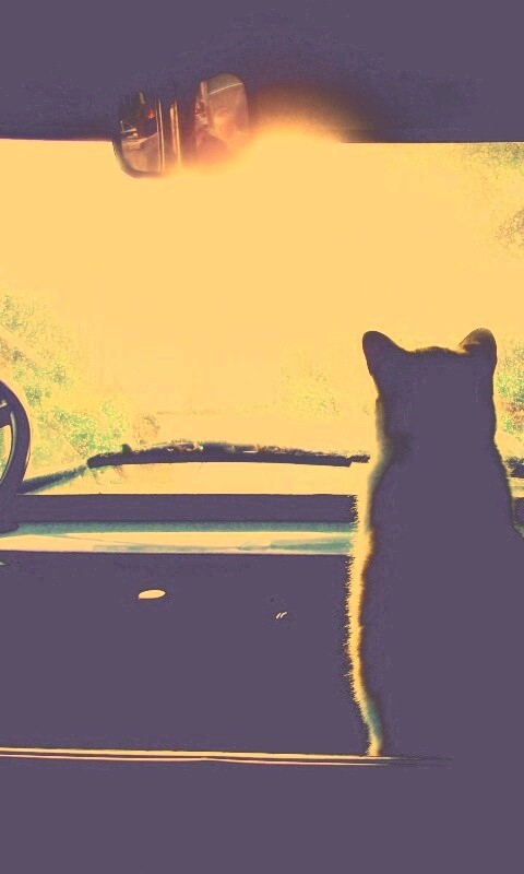 Кот навигатор обои