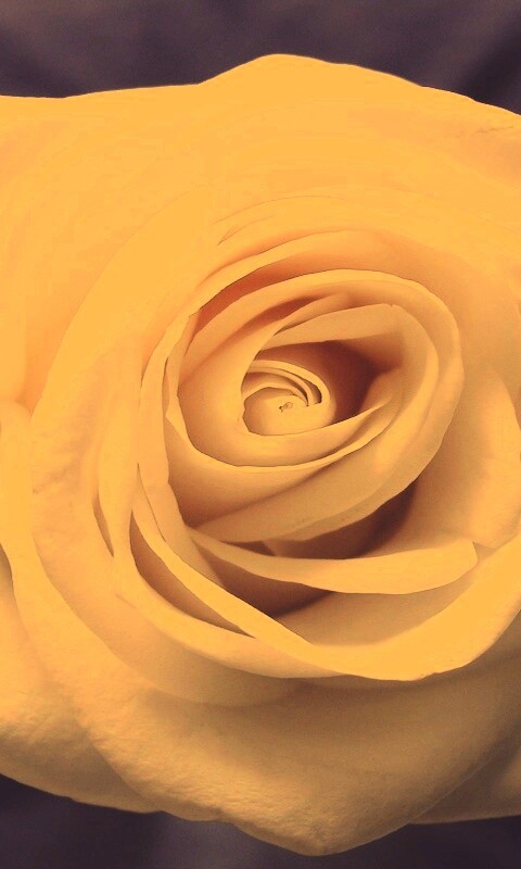 Белая роза обои