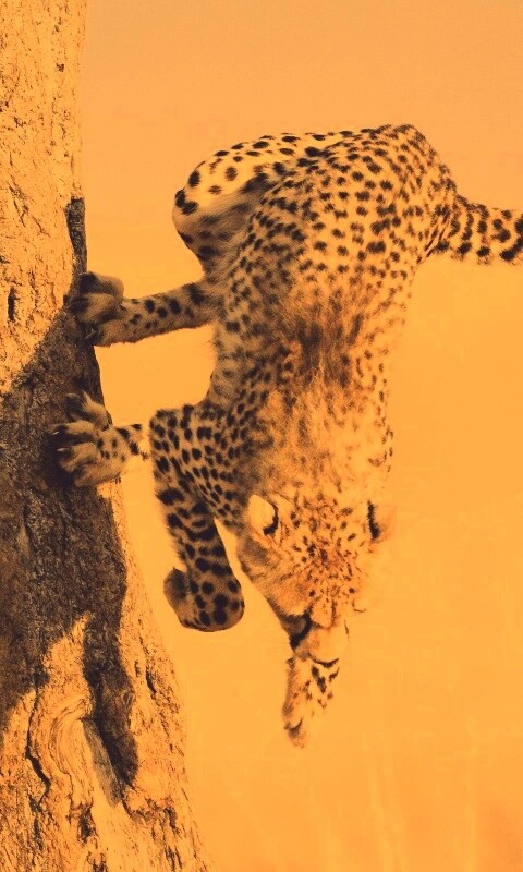 Скалолаз обои