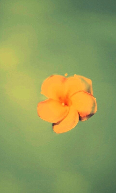 Цветок обои