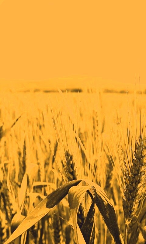 В полях обои