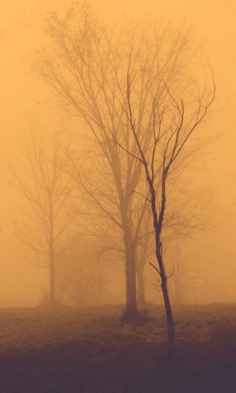 Деревья в тумане обои