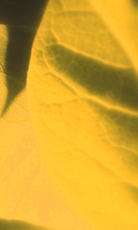 Свет на листве обои