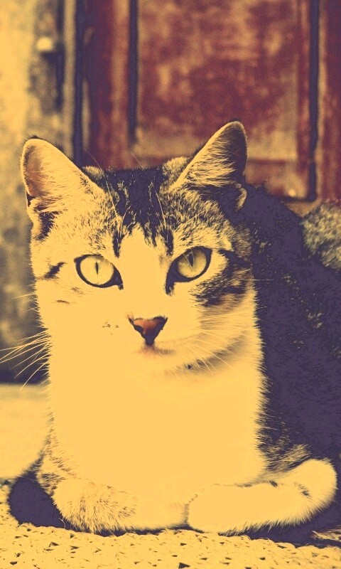 Кошечка на подстилке обои