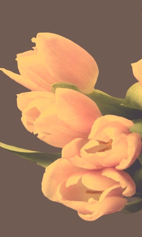 Розовый букет обои