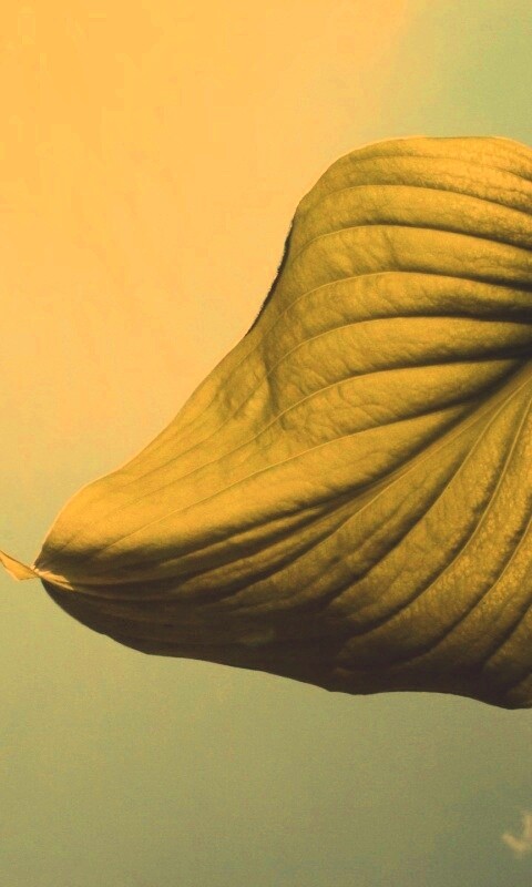 Листик тянется к солнцу обои