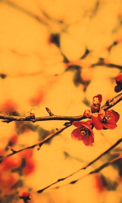 Весеннее цветение обои