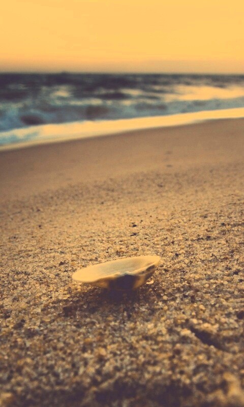 Ракушка не песчанном берегу обои