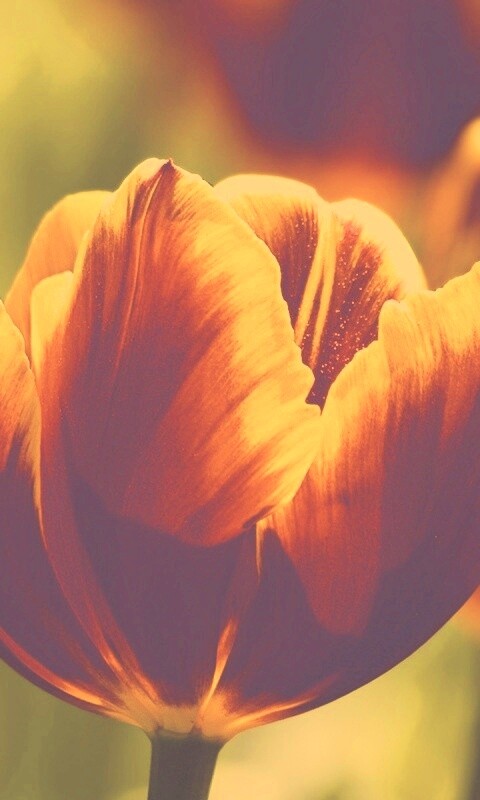 Красно-желтый тюльпан обои