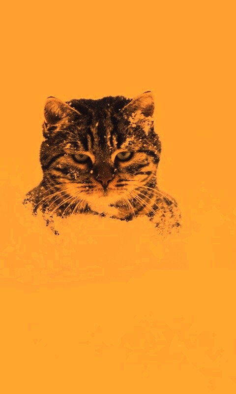 Недовольный кот в сугробе обои