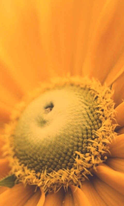 Недозрелый цветок подсолнечника обои