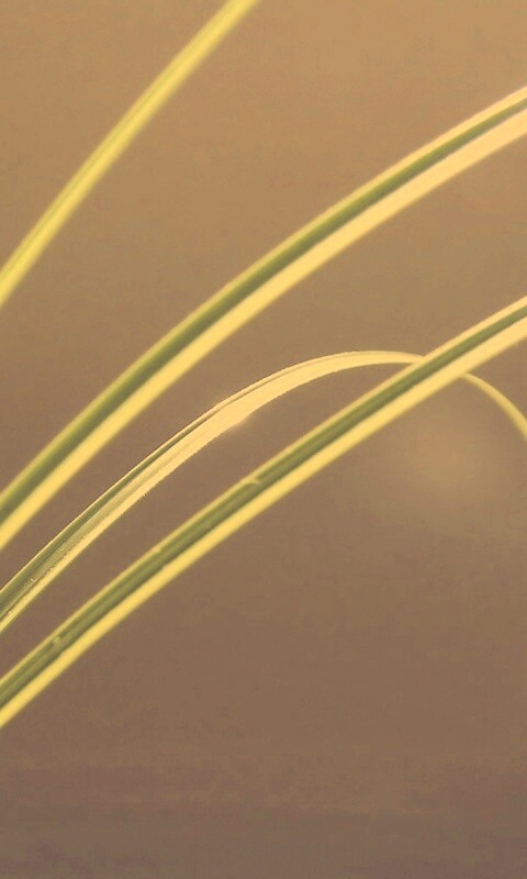 Четыре травинки обои