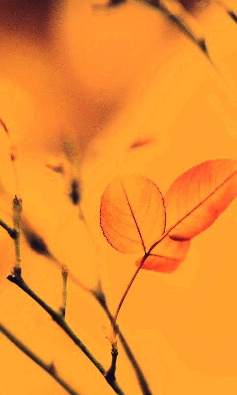 Красные листики обои