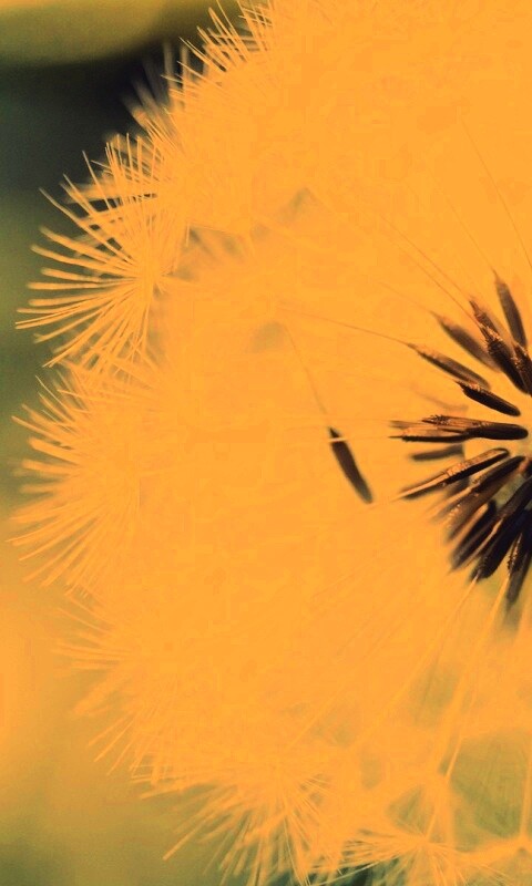 Макро фото одуванчика обои