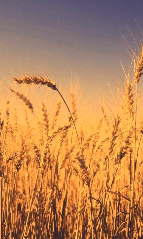 Пшеничные колосья обои