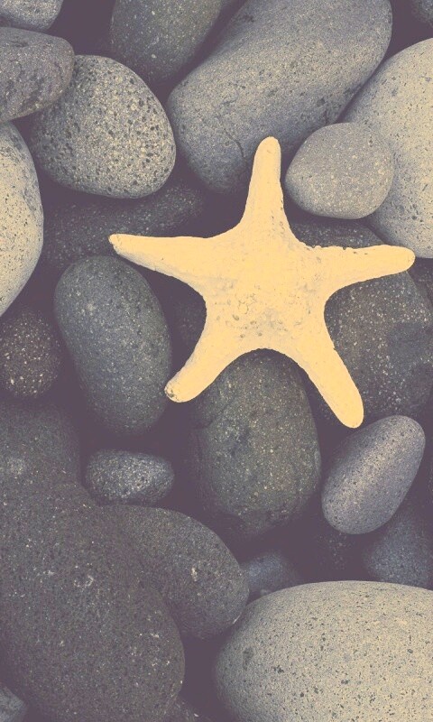 Звезда на морской гальке обои