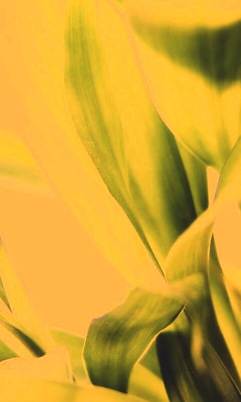 Солнечные травинки обои