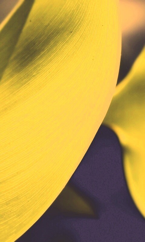 Лист на просвет обои