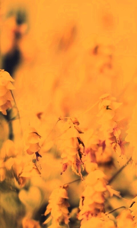 Висящие цветочки обои