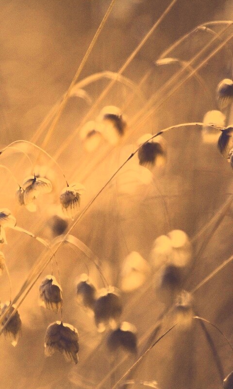 Увядающие цветочки обои