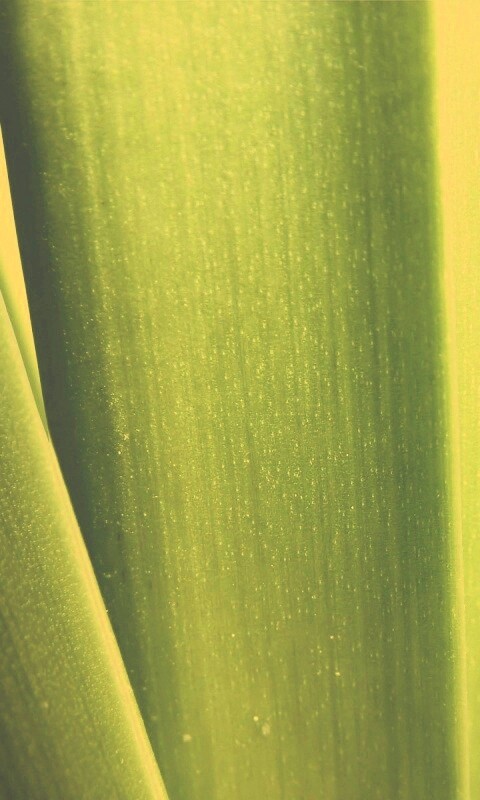 Сочная травинка обои