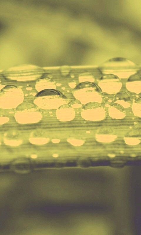 Капли на травинке обои