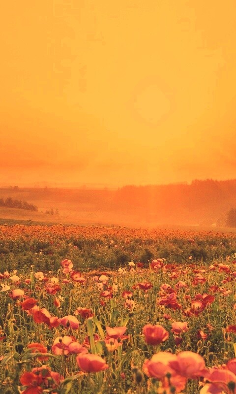 Цветущие поля обои