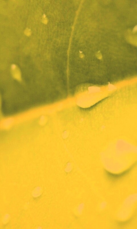 Капли на листе обои