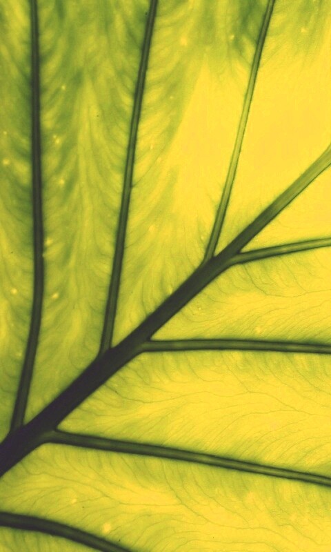 Макро фото листа обои