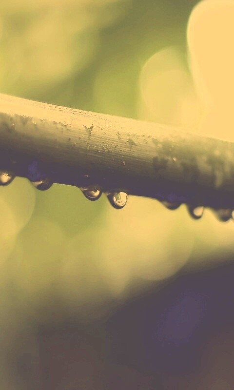 Капли на стебле обои