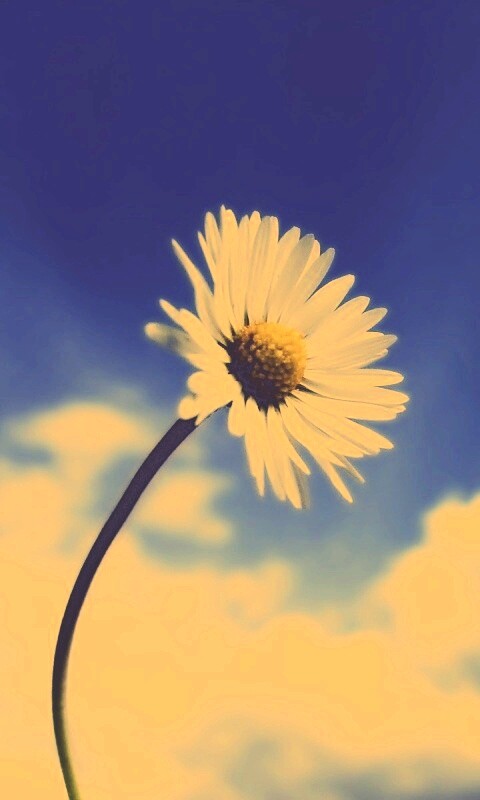 Ромашка на фоне неба обои