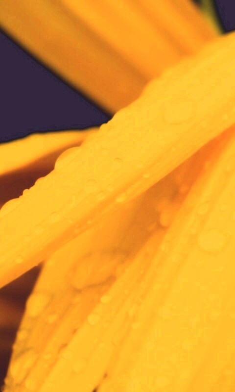 Капли на желтом лепестке обои