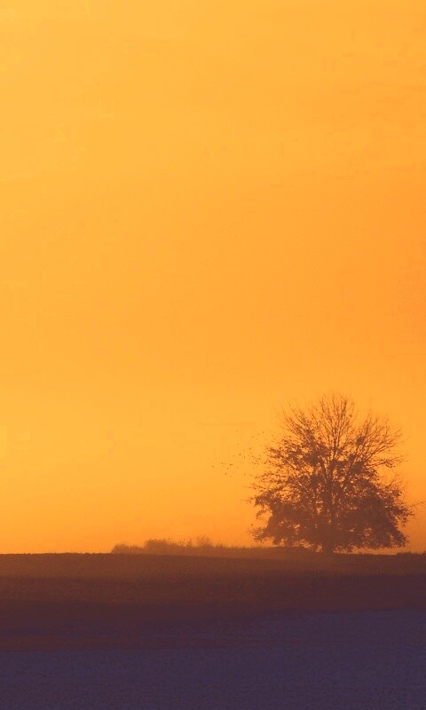 Убранное поле обои