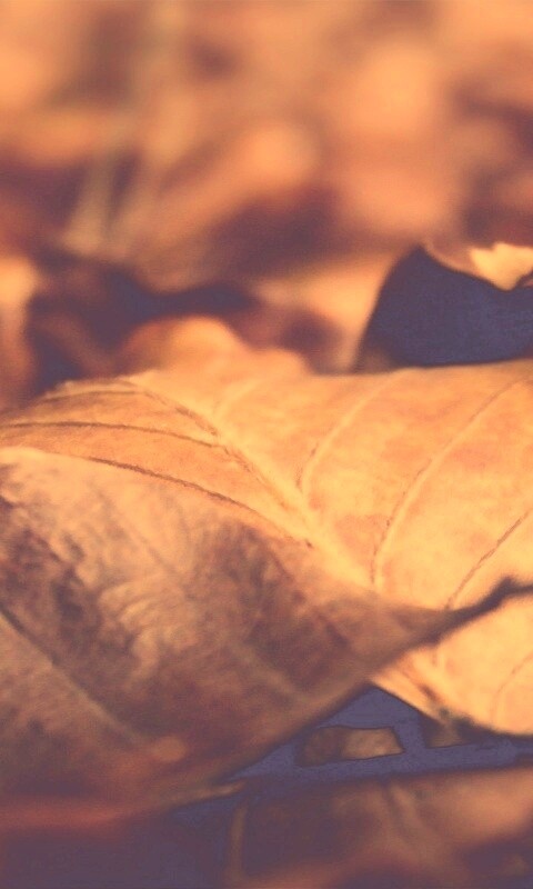 Мертвые листья обои