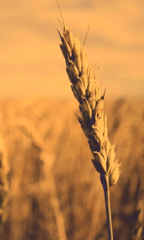 Колосок обои