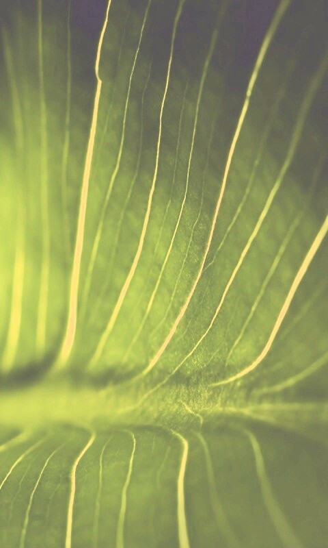 Широкий лист обои