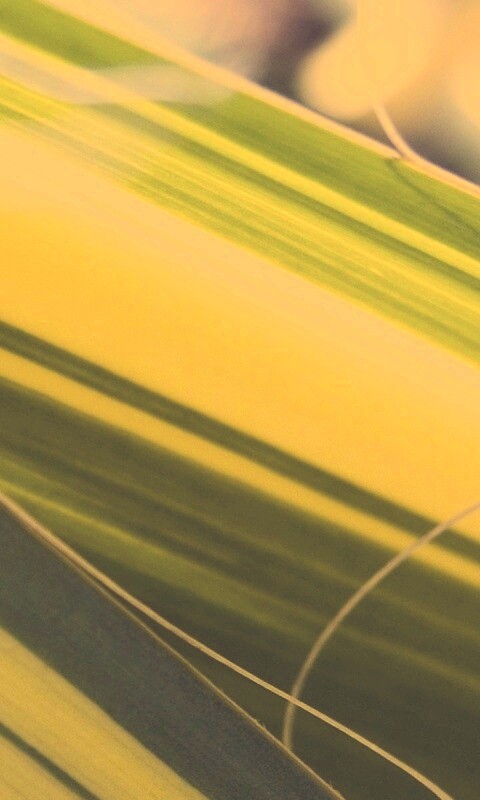 Желто-зеленые травинки обои