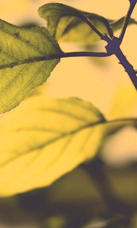 Три листа обои