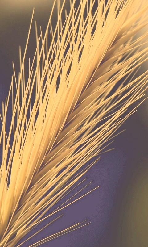Колючая травинка обои