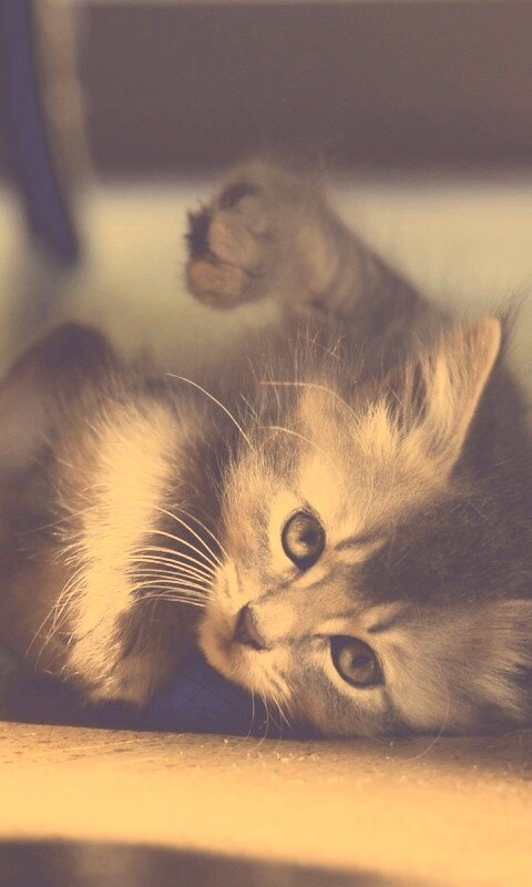 Котенок играет под стулом обои