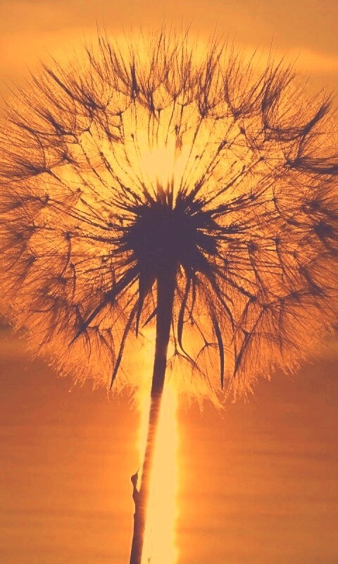 Одуванчик на закател обои
