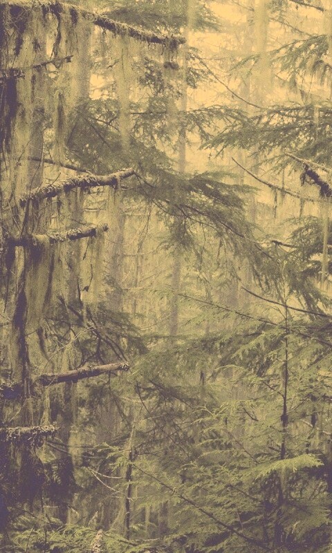 Темная чаща обои