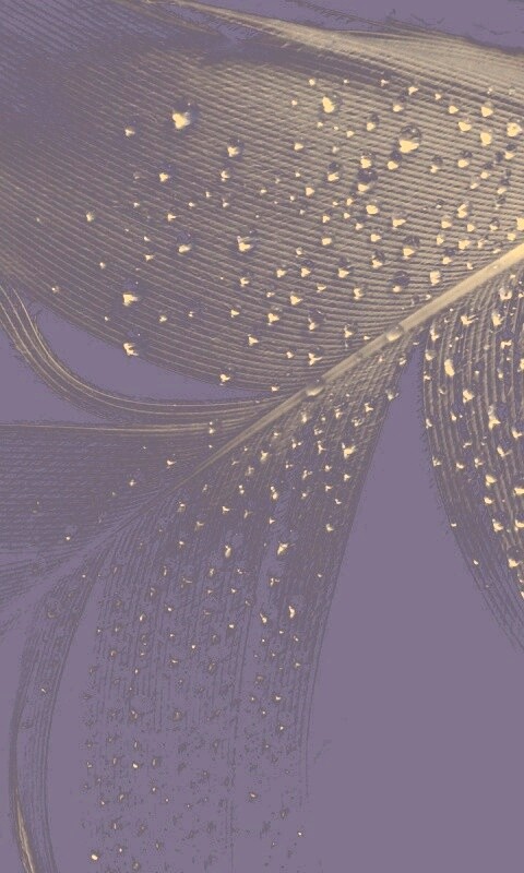 Капли на черном пере обои