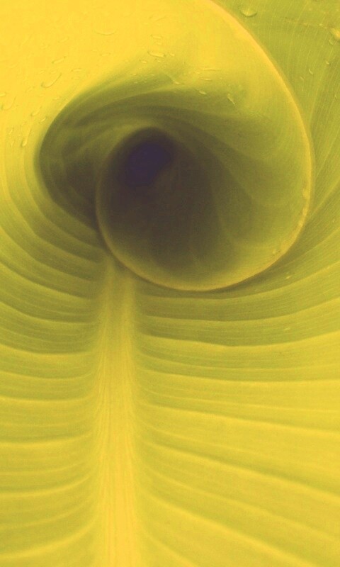 Свернутый в трубочку лист обои