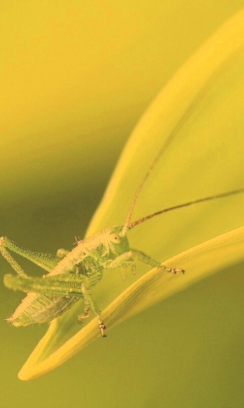 Кузнечик на листике обои