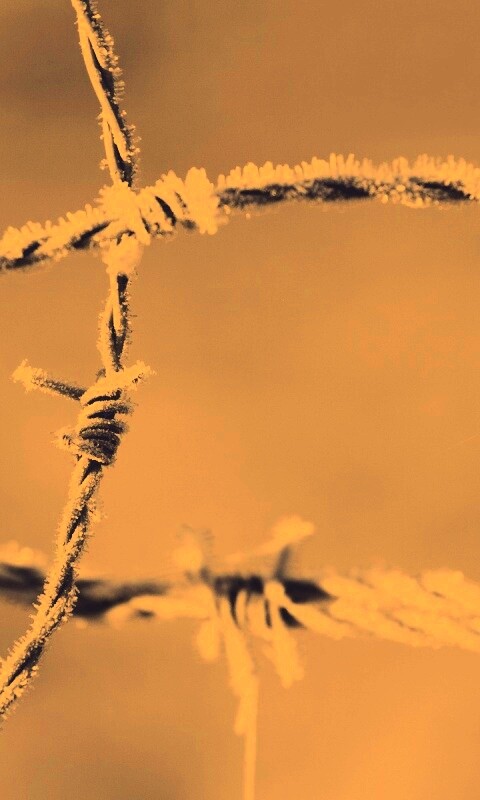 Замерзшая колючая проволока обои