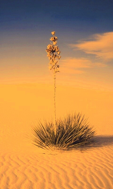 Растение среди пустыни обои