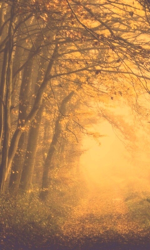 Дорожка заваленная листьями обои