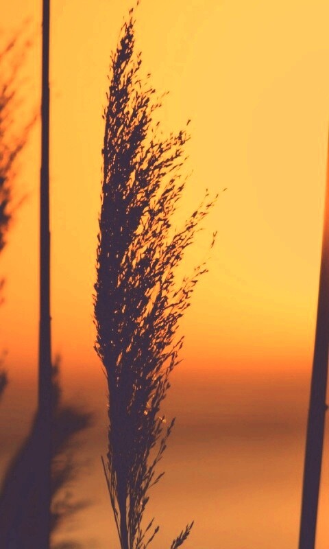 Травинка на закате обои