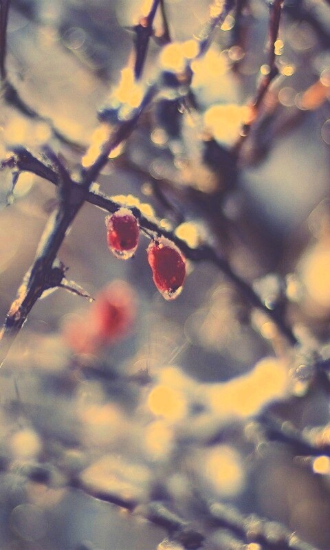 Замерзшие ягоды обои